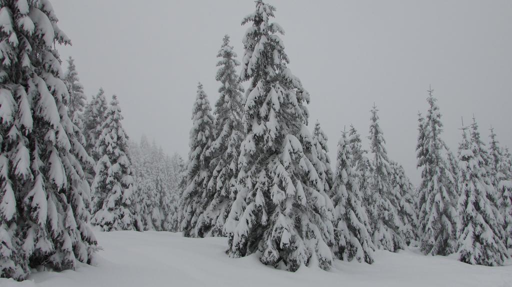 Harz Haennig 1